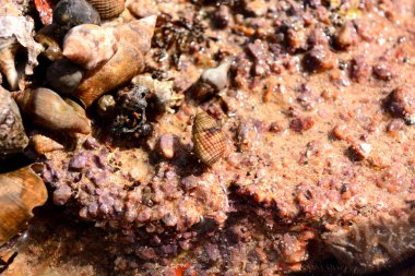 deniz kabuklarını yakın çekim doğa arka plan