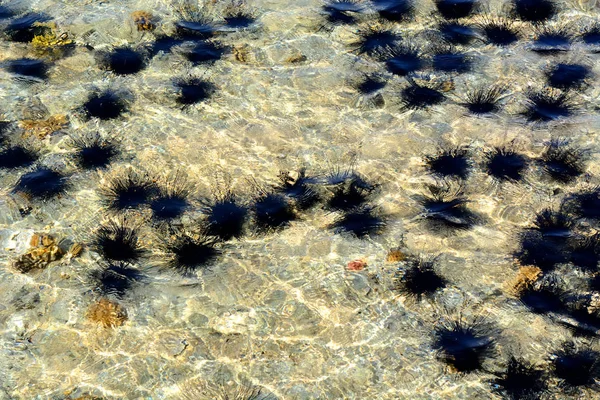 Sea landak diadema Setosum. Laut Merah Stok Gambar