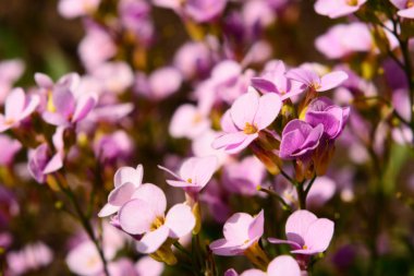 bahar çiçekleri arka planı