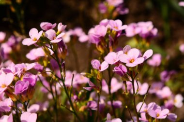 bahar çiçekleri arka planı