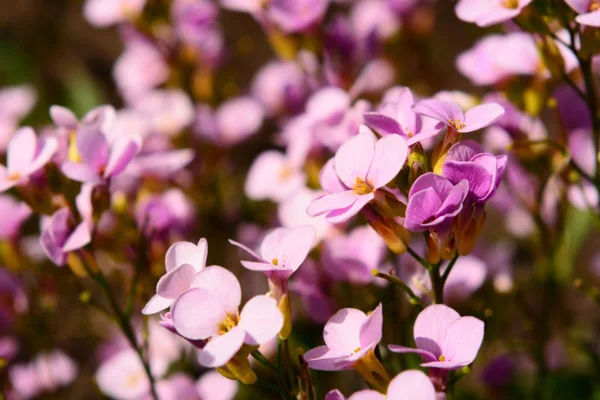 bahar çiçekleri arka planı
