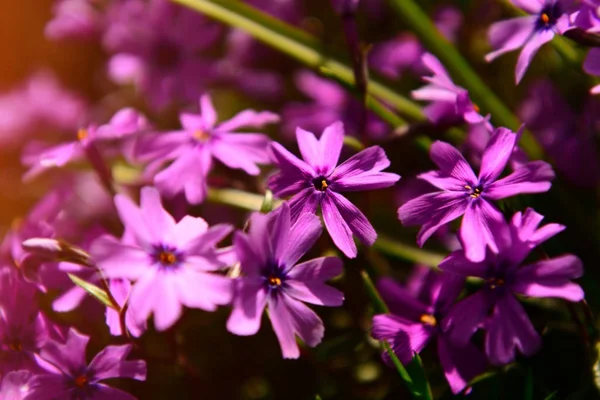 Primavera flores fundo — Fotografia de Stock