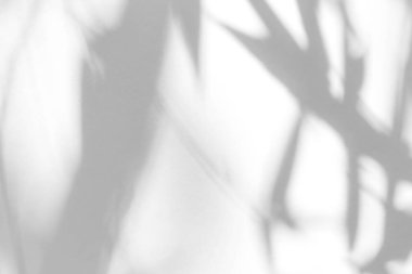 beyaz bir duvarda yaprakları gri gölge