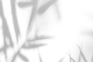 beyaz bir duvarda yaprakları gri gölge