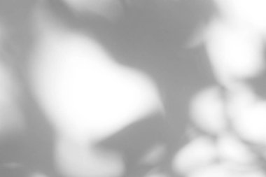 beyaz bir duvarda yaprakları gri gölge