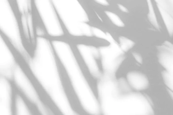 Sombra gris de las hojas en una pared blanca —  Fotos de Stock