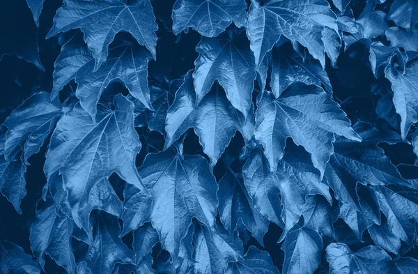 Groene klimop bladeren op de muur — Stockfoto
