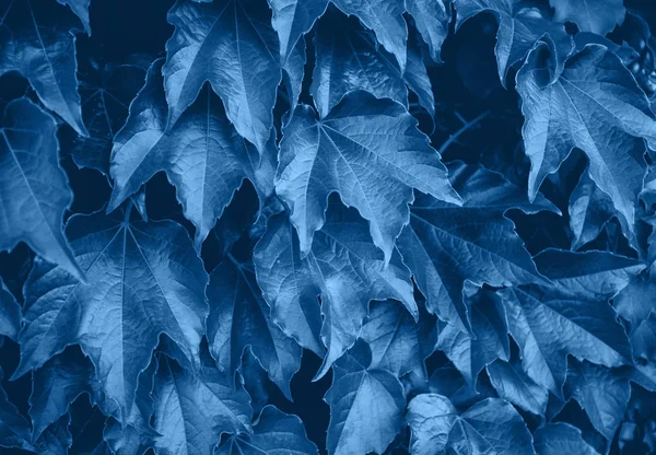 Groene klimop bladeren op de muur — Stockfoto