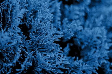 Thuja ağaçlarının mavi noel yaprakları