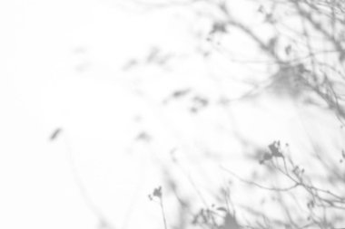 Beyaz bir duvarda ağaç brançlarının gölgeleri