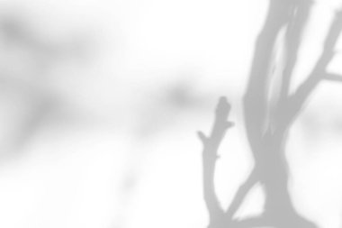 Beyaz bir duvarda ağaç brançlarının gölgeleri