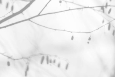 Beyaz bir duvarda ağaç brançlarının gölgeleri