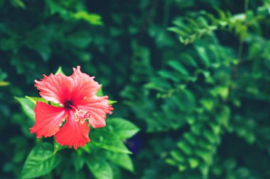 Taze tropikal yağmur ormanları yeşil yapraklar ve çiçek arka planı