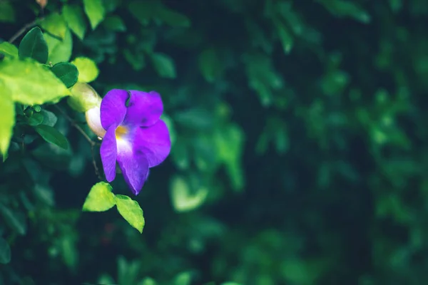 Frisse tropische regenwoud groene bladeren en bloemen achtergrond — Stockfoto