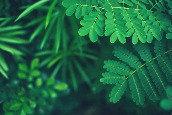 新鲜热带雨林绿叶背景 — 图库照片
