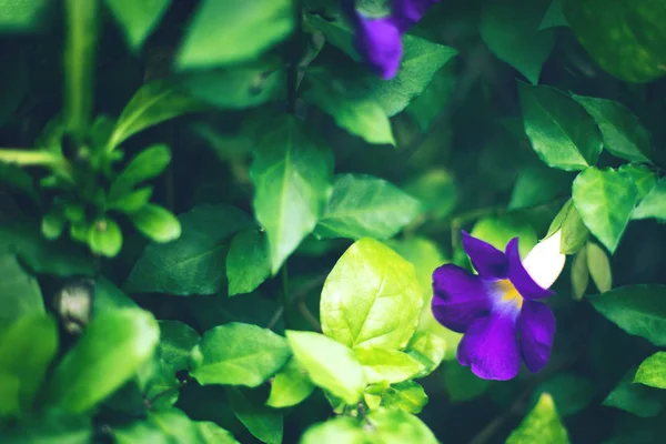 Frisse tropische regenwoud groene bladeren en bloemen achtergrond — Stockfoto