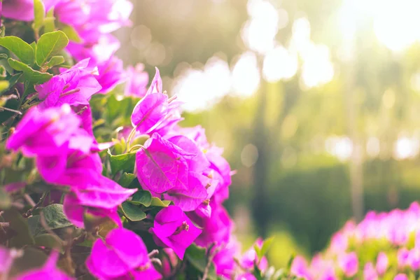 Rosa brilhante flores tropicais frescas na manhã ensolarada — Fotografia de Stock