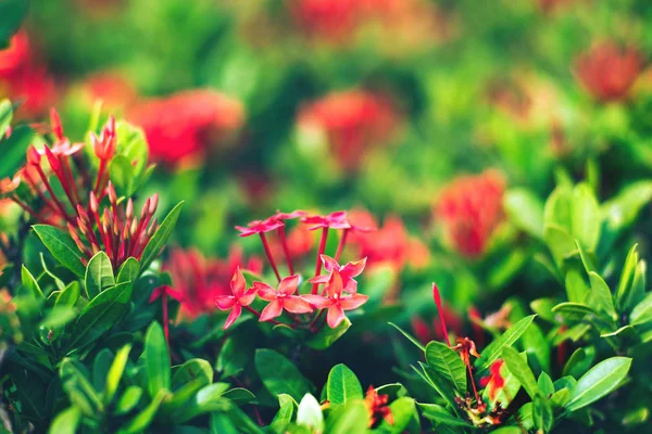 新緑の熱帯雨林緑の葉と花の背景 — ストック写真