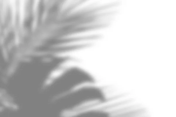 Sombra gris de las hojas de la palma en una pared blanca — Foto de Stock
