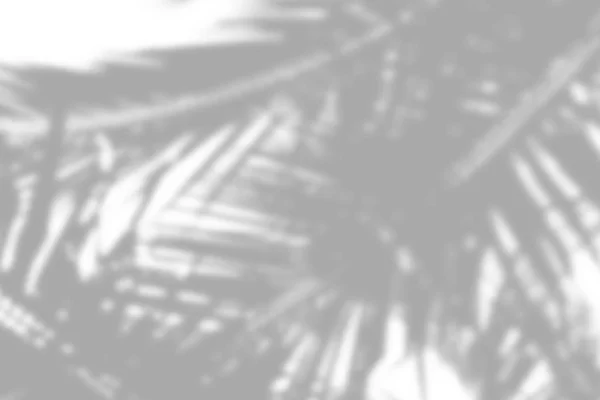 Ombre grise des feuilles de palmier sur un mur blanc — Photo