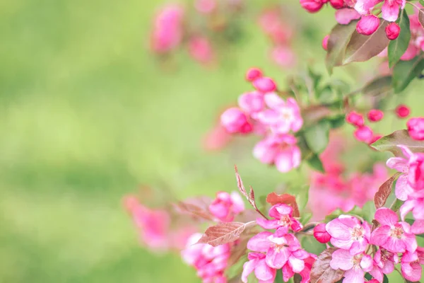 淡緑色の背景にピンクの花を持つ枝 — ストック写真