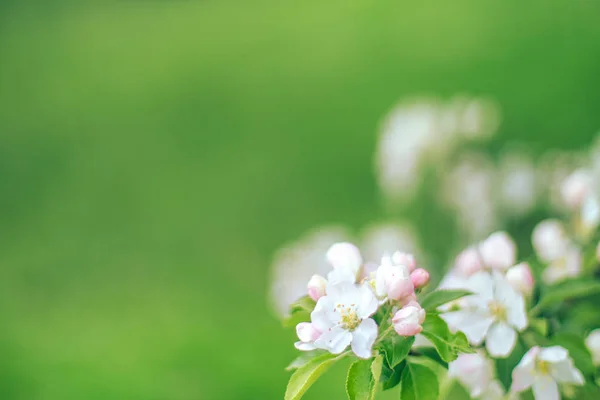 Branches with white flowers on blurred green background — ストック写真