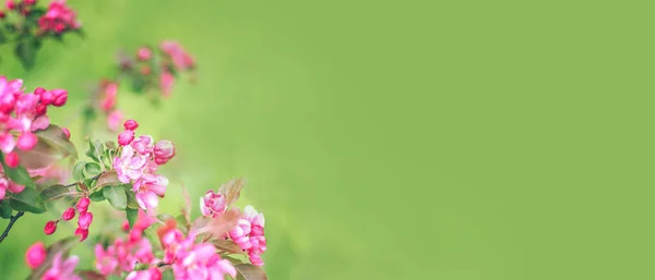 Branches with pink flowers on blurred green background banner — 스톡 사진