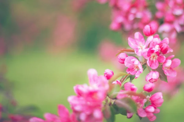 Branches with pink flowers on blurred green background — 스톡 사진