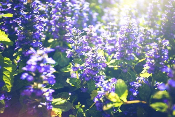 Wild meadow with bright purple grass flowers — 스톡 사진