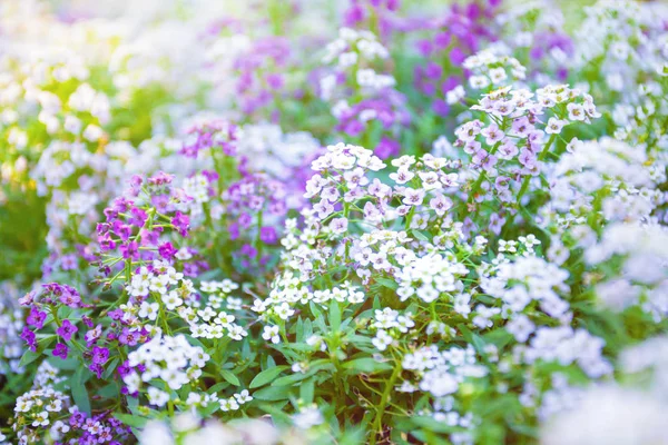 Wild meadow with bright purple and white flowers — 스톡 사진