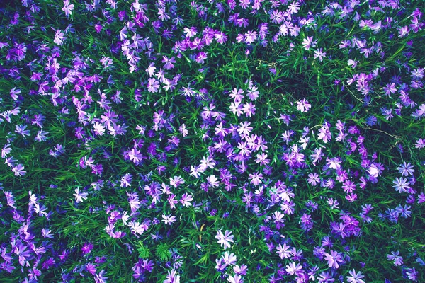 Prado selvagem com flores de grama púrpura brilhante — Fotografia de Stock