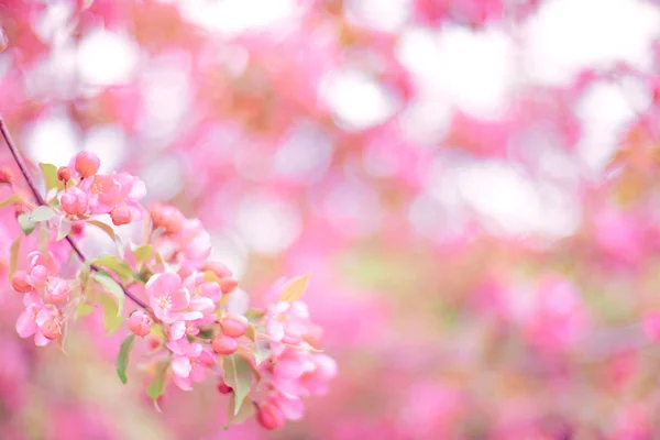 Branches with pink flowers on blurred green background — 스톡 사진