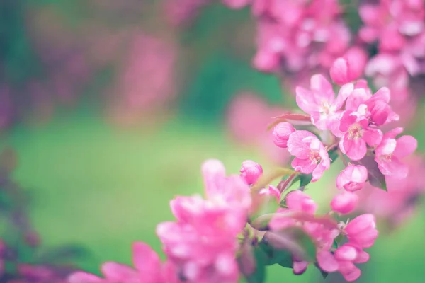 Branches with pink flowers on blurred green background — 스톡 사진