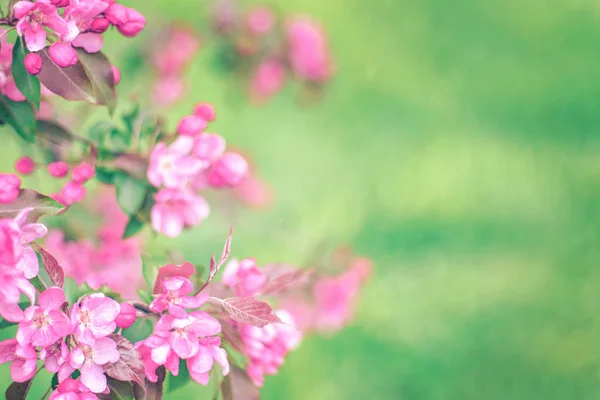 Branches avec des fleurs roses sur fond vert flou — Photo