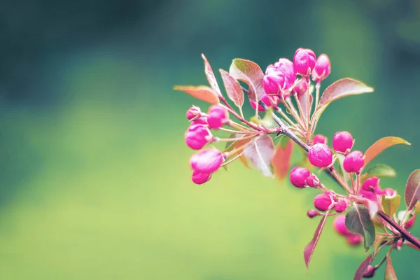 Branches with pink flowers on blurred green background — 스톡 사진