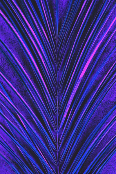 Крупним планом неоновий кольоровий фон пальми — стокове фото