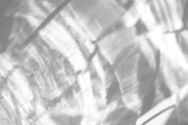 Beyaz bir duvara organik gölge düşür