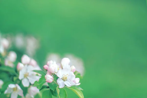 Takken met witte bloemen op wazig groene achtergrond — Stockfoto