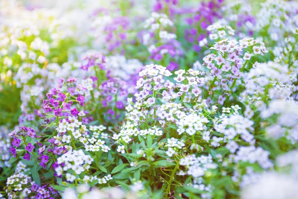 Prado selvagem com flores roxas e brancas brilhantes — Fotografia de Stock