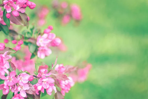 Branches with pink flowers on blurred green background — 스톡 사진