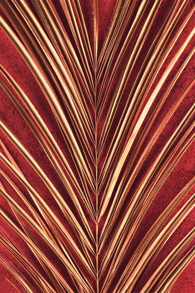 Closeup of golden palm leaf on red background — 스톡 사진