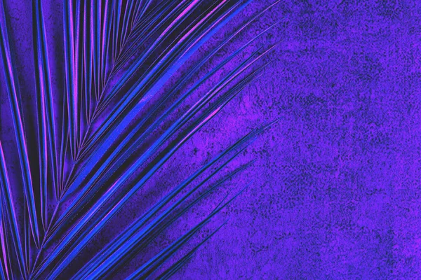 Detailní Záběr Palmového Listu Zářivých Holografických Neonových Barvách Tropické Konceptuální — Stock fotografie