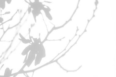 Fotoğraf için üstüste koyma efekti. Beyaz bir duvarda açan kiraz ağacının gri gölgeleri. Tasarım sunumu için soyut nötr doğa kavramı