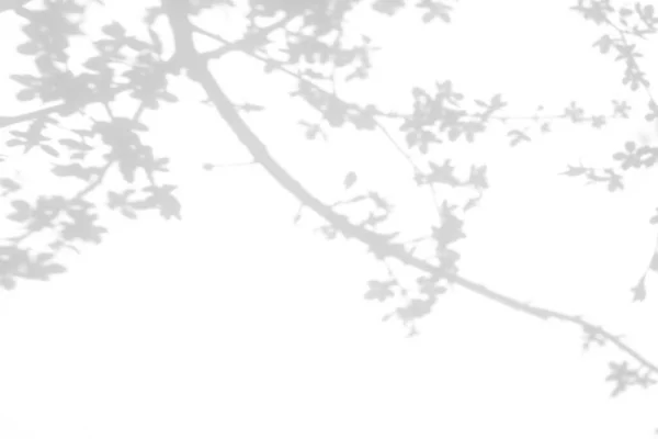 Překryvný Efekt Pro Fotografii Šedé Stíny Třešní Kvetoucích Větví Bílé — Stock fotografie