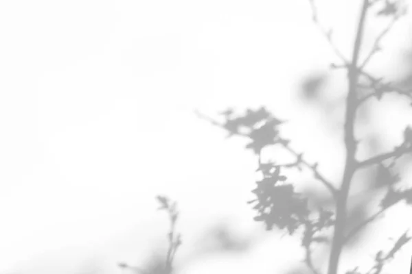 Ефект Накладання Фотографій Сірі Тіні Вишневого Дерева Розпускають Гілки Білій — стокове фото