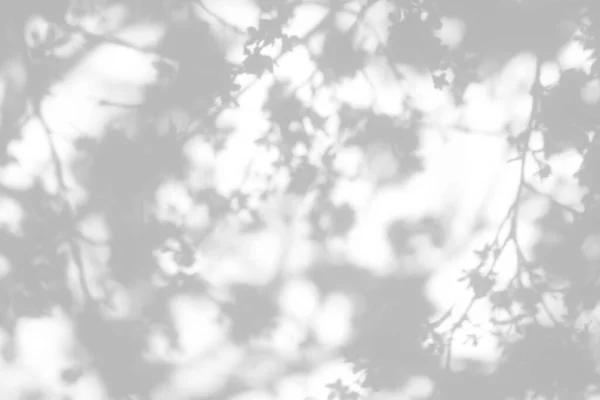 사진에 오버레이 나뭇가지가 벚나무의 그림자 추상적 중립적 개념의 디자인 프리젠테이션 — 스톡 사진