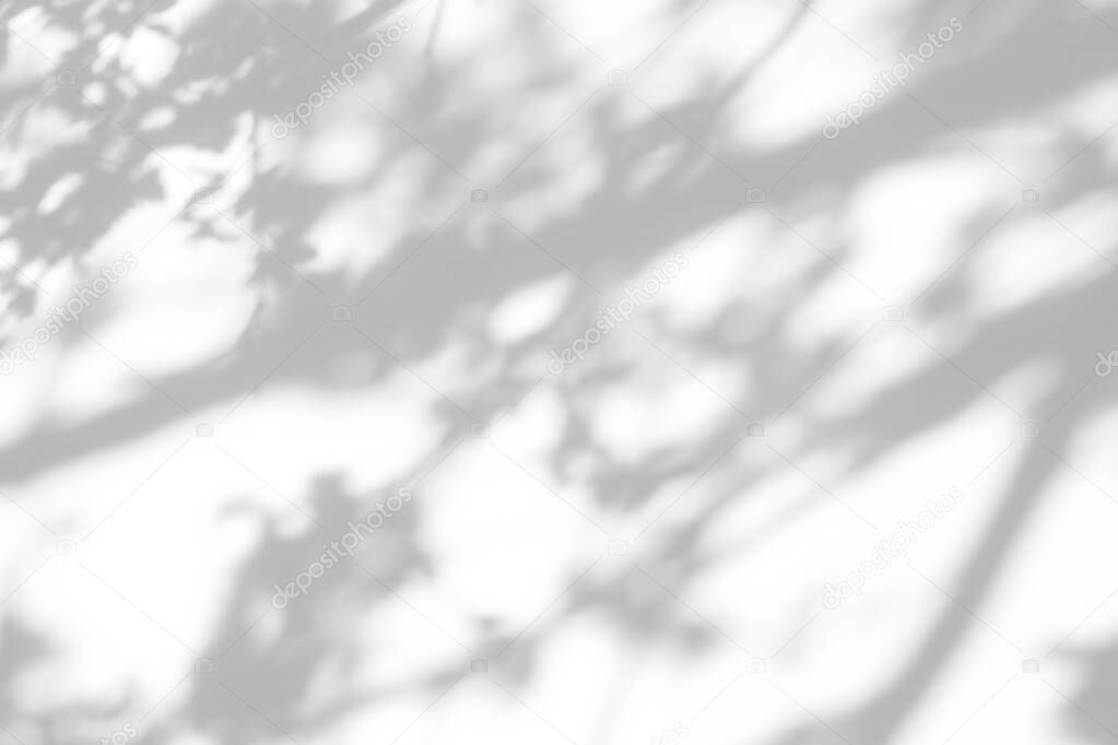 Overlay effect for photo. Gray shadows of cherry tree blooming branches on a white wall. Abstract neutral nature concept background for design presentation