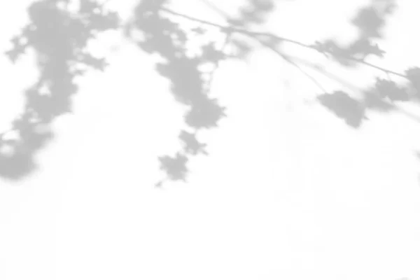 Efeito Sobreposição Para Foto Sombras Cinzas Ramos Florescentes Cerejeira Uma — Fotografia de Stock