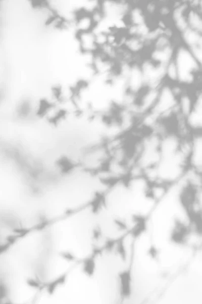사진에 오버레이 나뭇가지가 벚나무의 그림자 추상적 중립적 개념의 디자인 프리젠테이션 — 스톡 사진