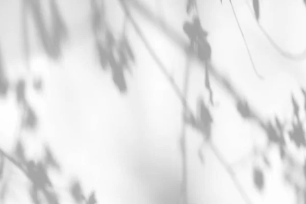 Efeito Sobreposição Para Foto Sombras Cinzas Ramos Florescentes Cerejeira Uma — Fotografia de Stock